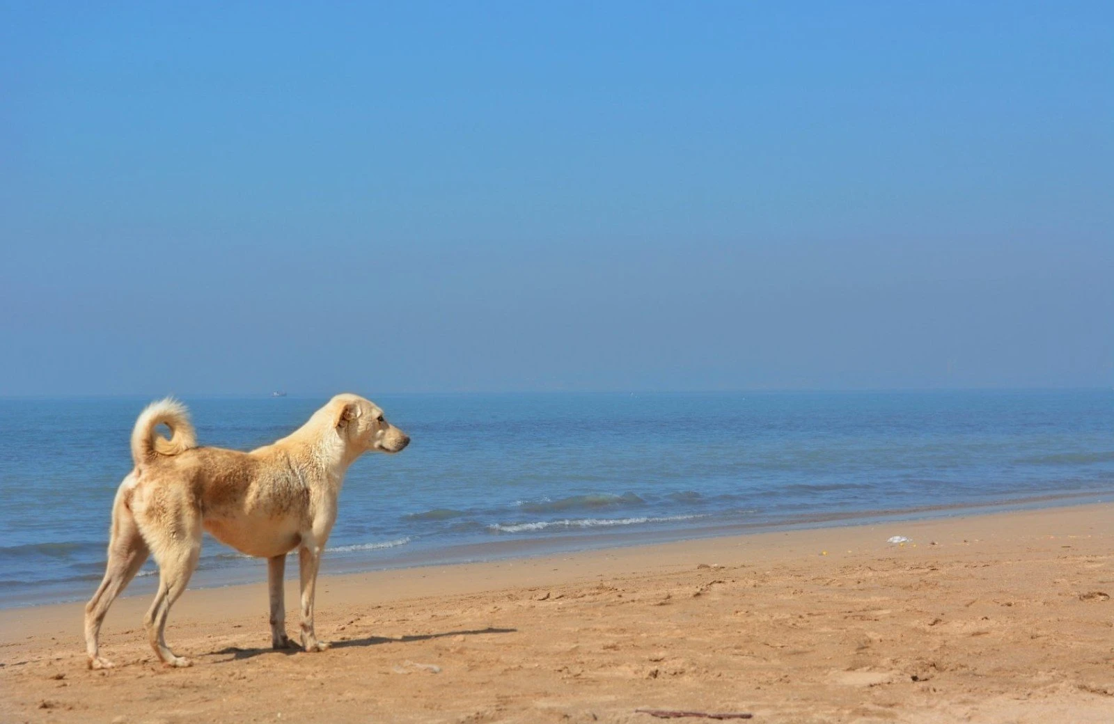 Camping hund callantsoog1