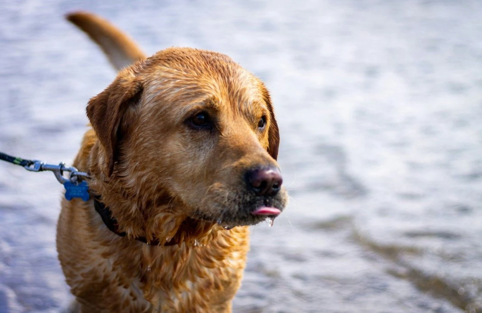Camping hund callantsoog2