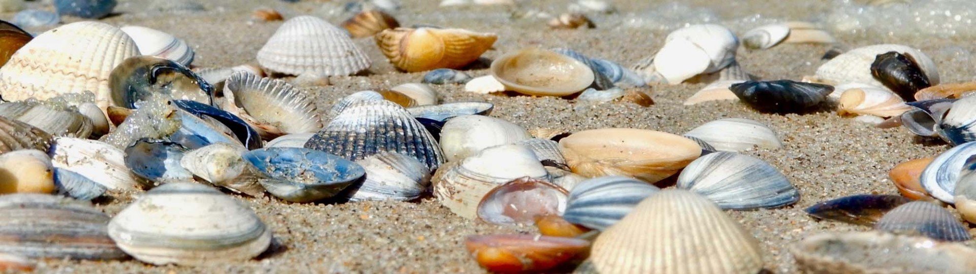 Omgeving camping kust callantsoog 87